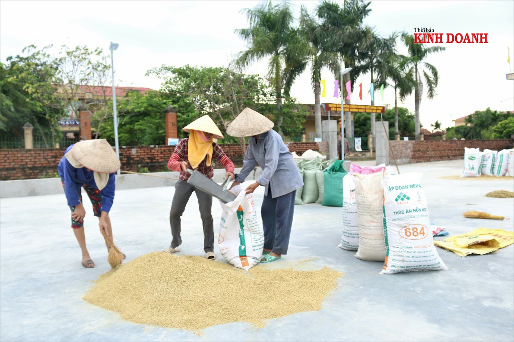 Nhiều hộ thu hoạch sớm đã phơi và sấy thóc xong xuôi.