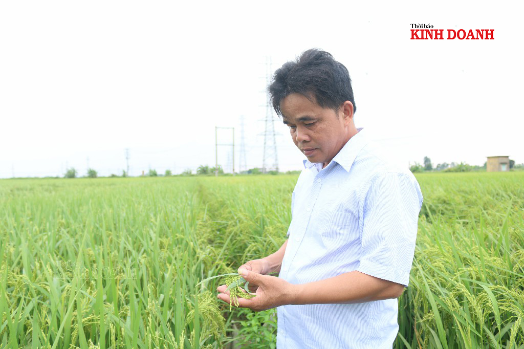 Ông Đỗ Văn Chỉnh - Giám đốc HTX Thái Thịnh kiểm tra đồng ruộng trước mùa thu hoạch.