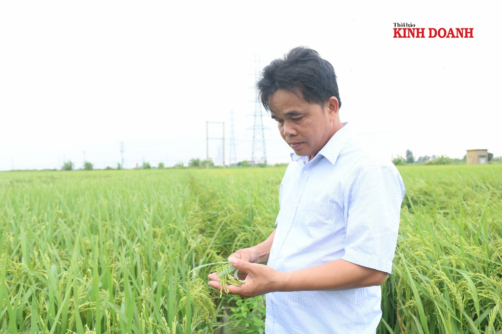 Ông Đỗ Văn Chỉnh - Giám đốc HTX Thái Thịnh kiểm tra đồng ruộng trước mùa thu hoạch.