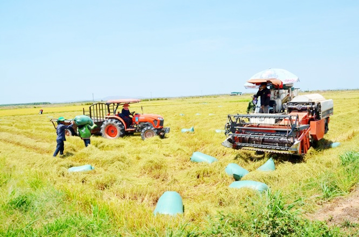 Công tác giảm nghèo tại Ea Súp có dấu ấn tích cực từ các HTX, tổ hợp tác (Ảnh: TL).