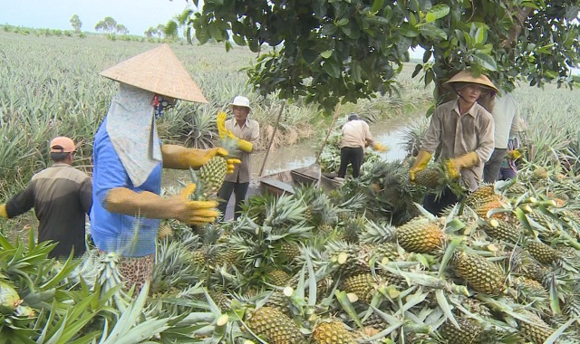 Người dân thu hoạch khóm để cung cấp cho HTX.