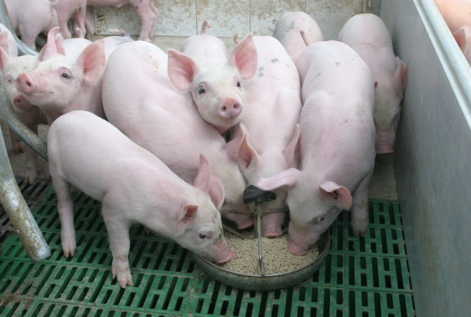 Giá lợn hơi ngày 21/10 tiếp tục giảm 1.000 - 2.000 đồng/kg.