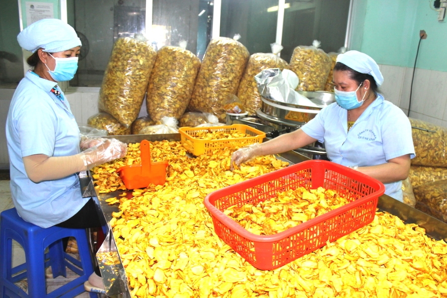 HTX Thanh Bình thu mua chuối rồi sơ chế, xuất bán cho công ty chế biến chuối sấy khô (ảnh:TL)