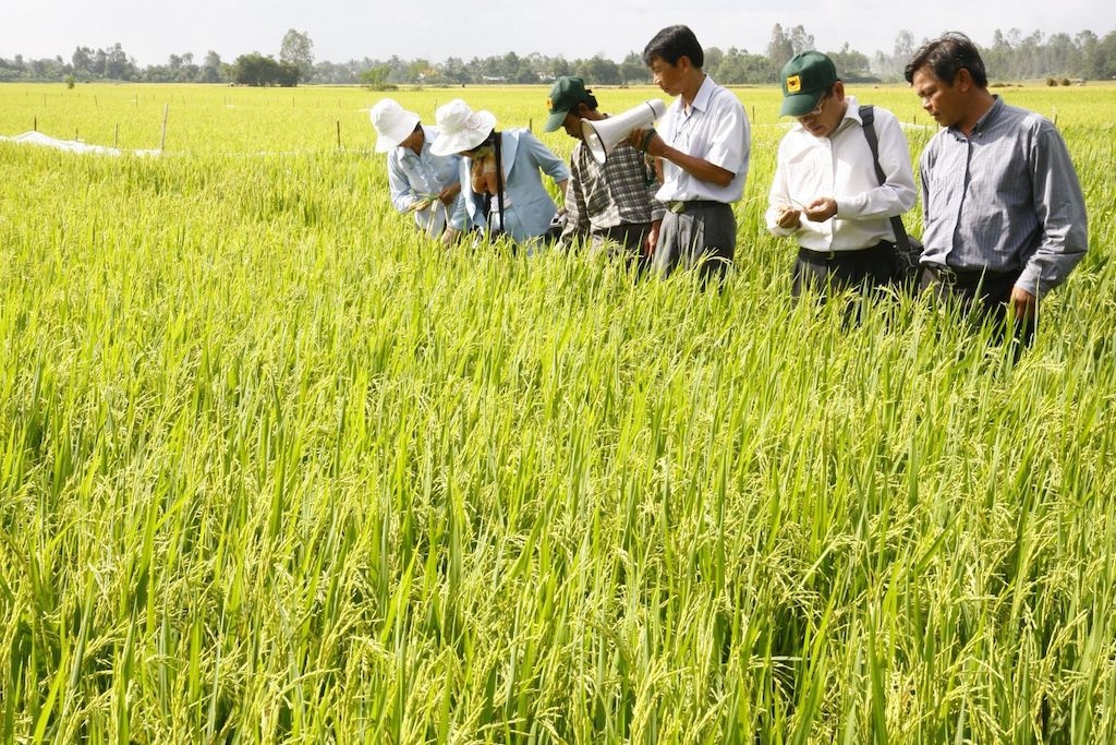 Mô hình trồng lúa thông minh được nhiều nông dân huyện Vị Thuỷ học hỏi.