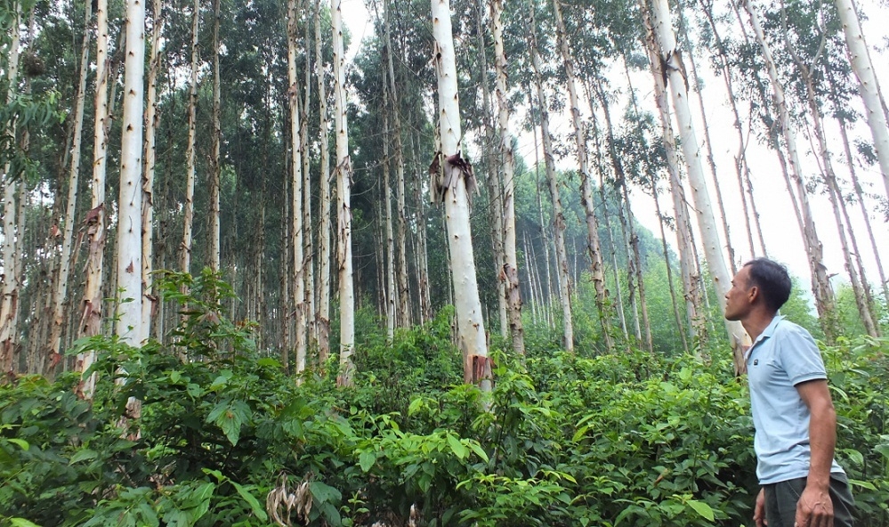 Việt Nam lần đầu được quốc tế chi trả giảm phát thải từ rừng (Ảnh minh họa: Int)