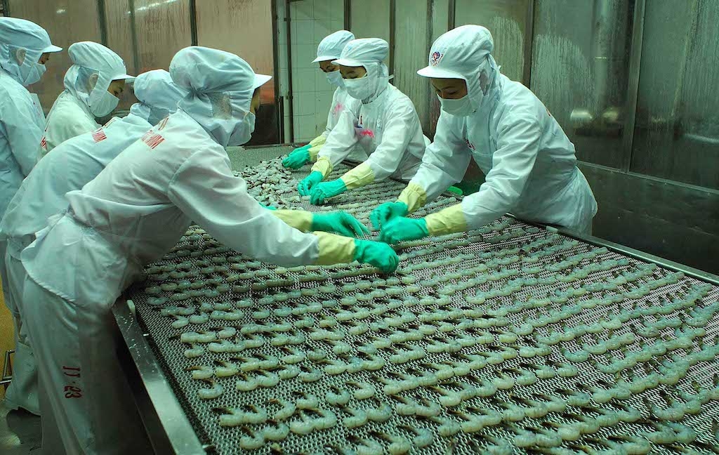 Việc nhập khẩu tôm nguyên liệu từ Ấn Độ để chế biến XK có thể khiến DN gặp rủi ro.