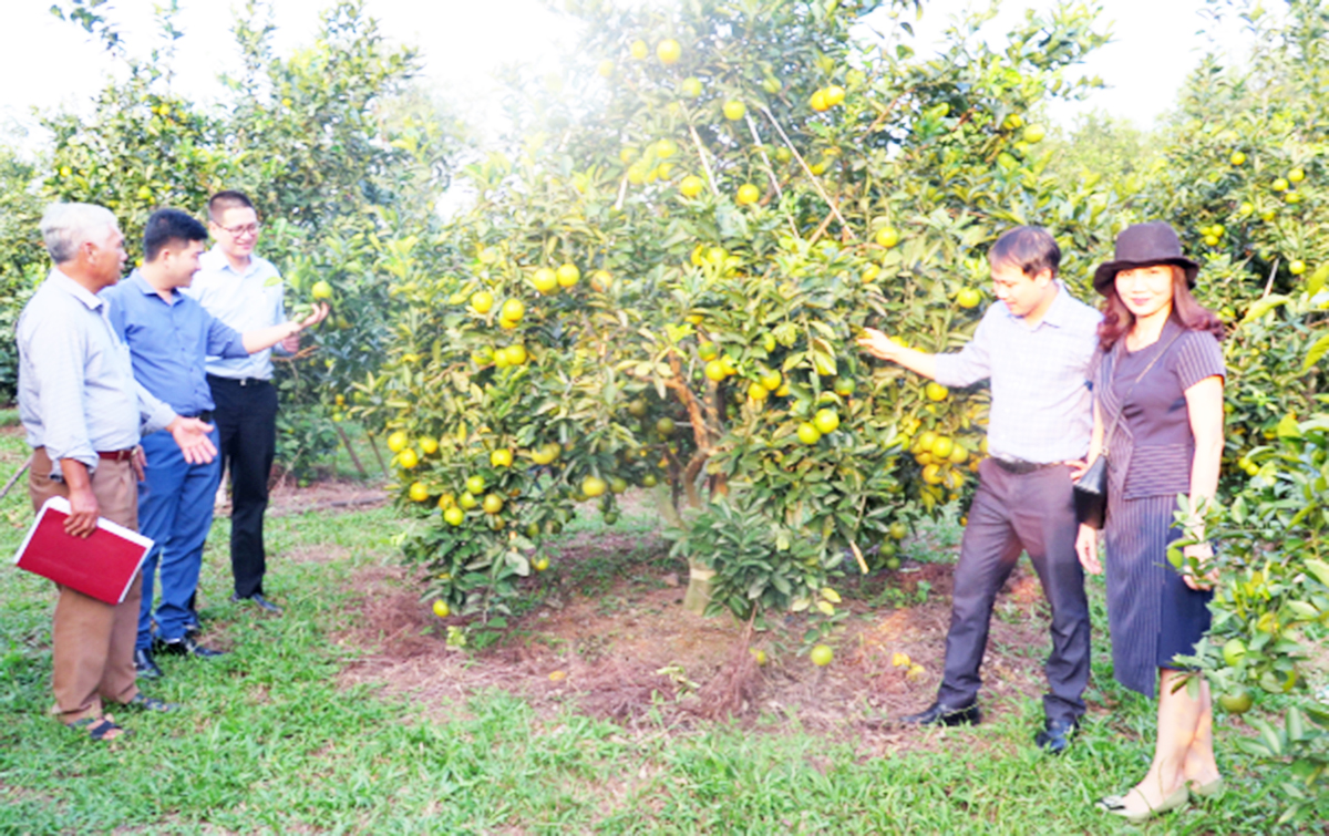 Các mô hình được định hướng phát triển theo hướng VietGAP (Ảnh TL).