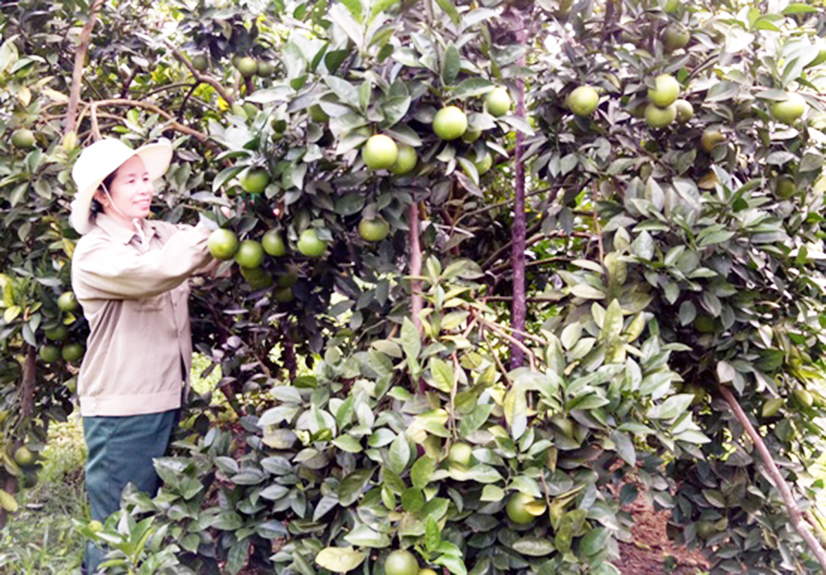 Cam được mệnh danh là cây làm giàu cho người dân Thượng Lộc (Ảnh TL).