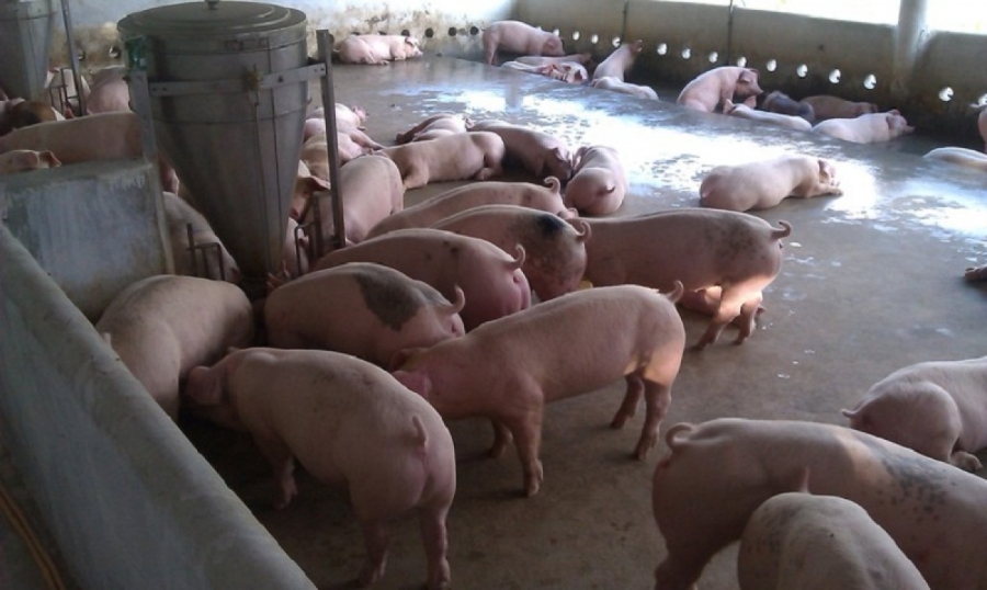 Giá lợn hơi ngày 23/10 được điều chỉnh tăng 1.000 - 2.000 đồng/kg.