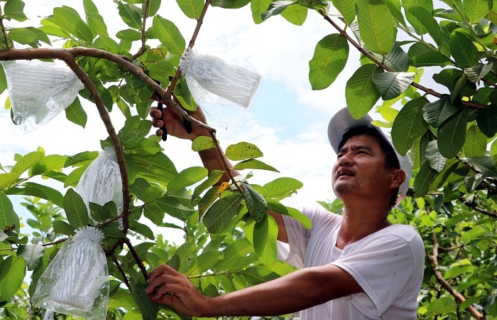 Ổi được bao bọc bằng túi nhằm hạn chế ruồi vàng châm chích.