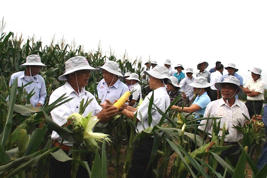 Mô hình “2 bắp và 1 lúa” hiệu quả ở Lang Minh đã lan tới khắp các xã có điều kiện về nước tưới trong huyện Xuân Lộc.