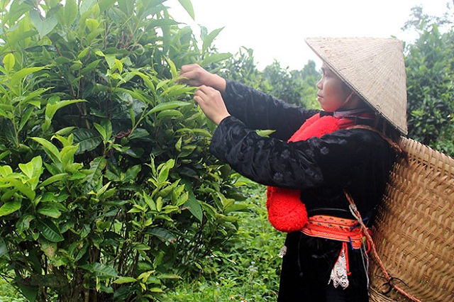 Cây chè Shan tuyết đang được cải tạo và trồng mới nhằm nâng cao giá trị kinh tế.
