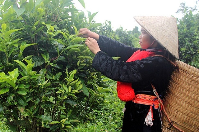 Cây chè Shan tuyết đang được cải tạo và trồng mới nhằm nâng cao giá trị kinh tế.