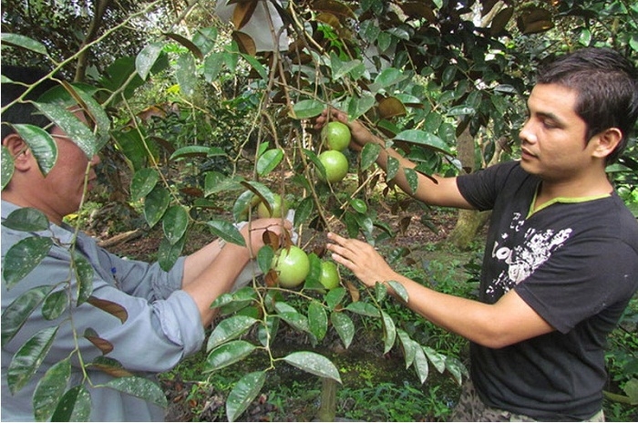 Vay vốn tín dụng giúp không ít hộ gia đình phát triển sản xuất hiệu quả, góp phần xây dựng nông thôn mới.