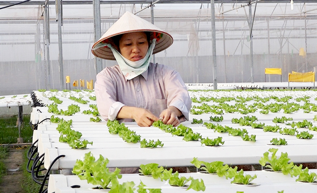 Chương trình OCOP trên địa bàn huyện Trực Ninh đang đạt được nhiều thành công tích cực.