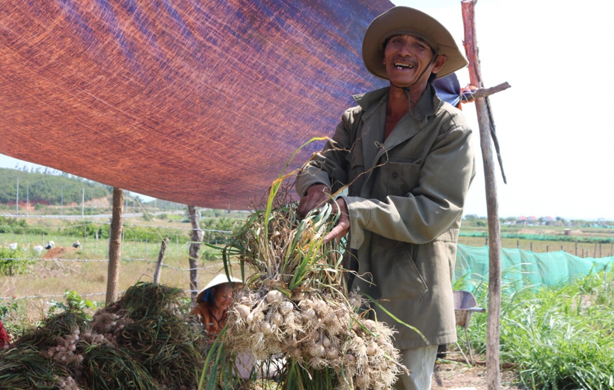 Cây tỏi đang góp phần xóa đói, giảm nghèo, nâng cao thu nhập cho người dân (Ảnh TL).