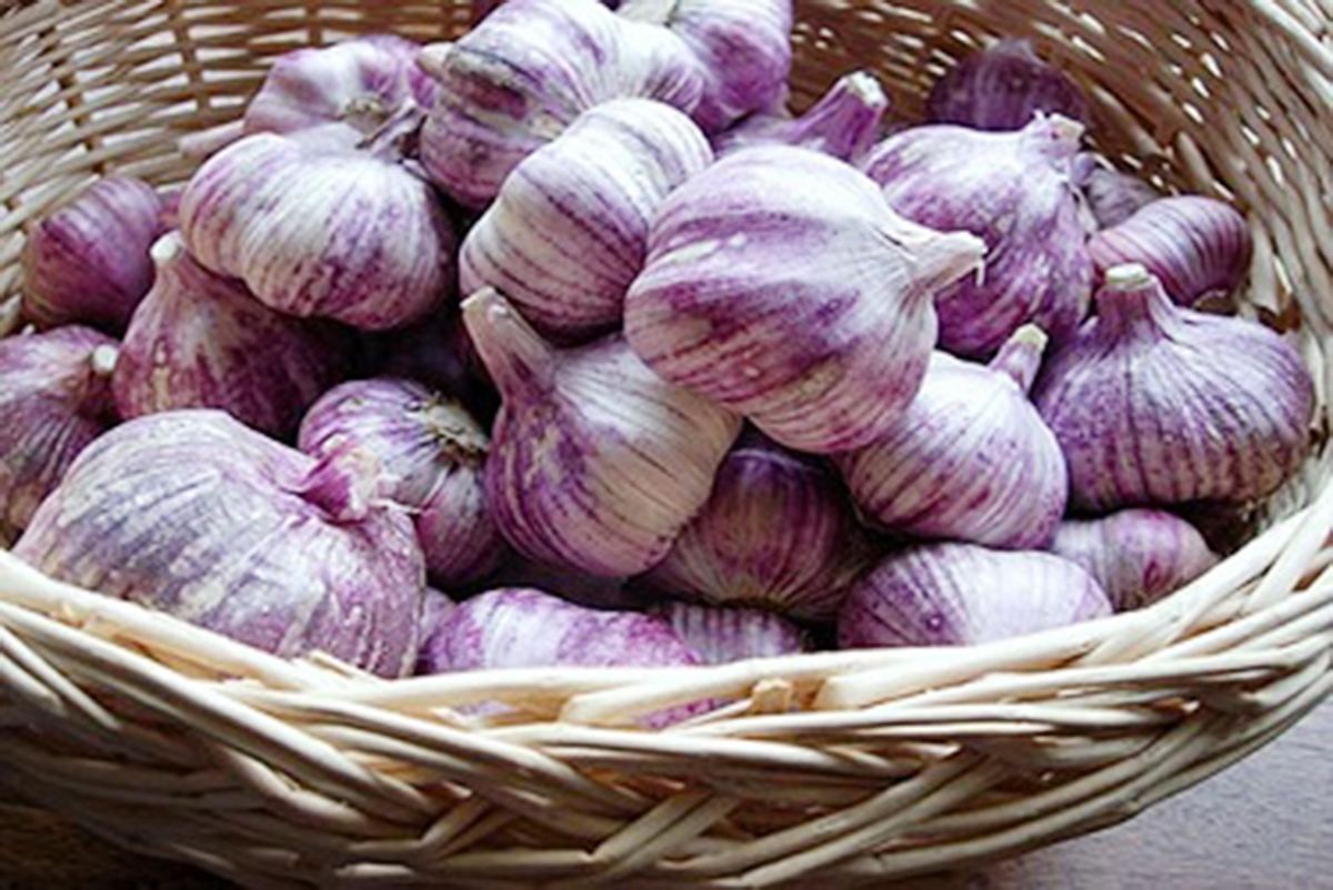 Xã Vạn Hưng đang tập trung vào nâng cao chất lượng để xây dựng thương hiệu cho sản phẩm tỏi (Ảnh TL).