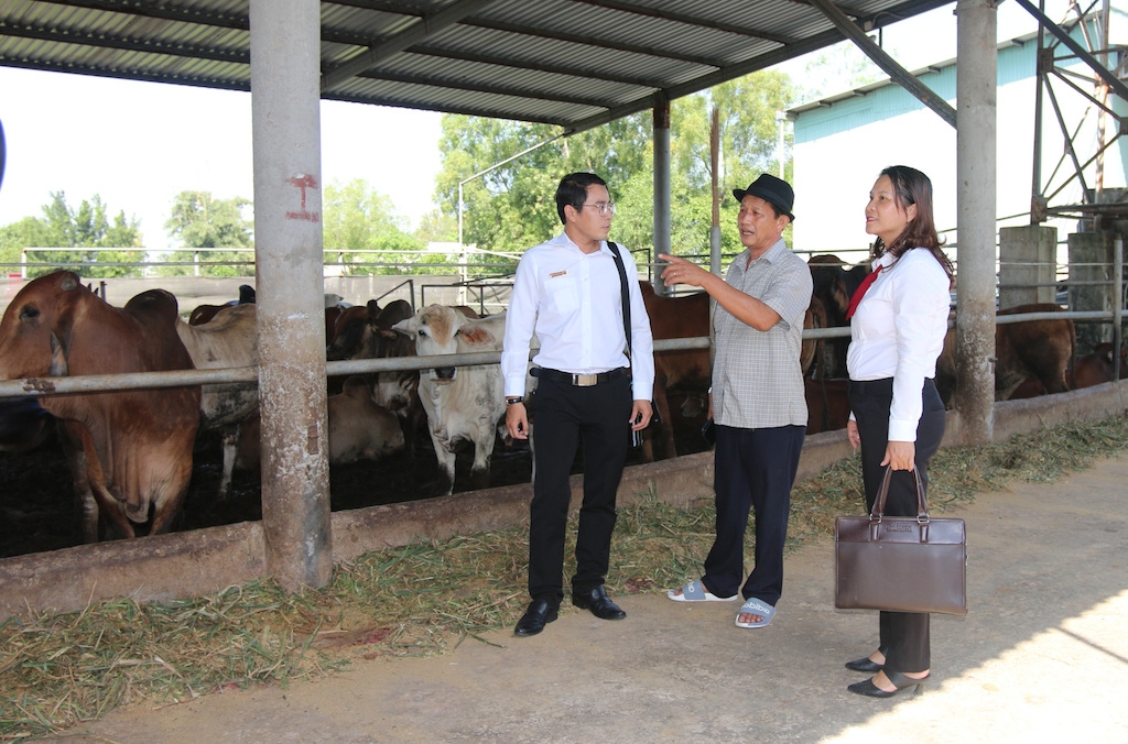 Nhiều nông dân huyện Đức Hoà được hướng dẫn kỹ thuật khi thực hiện mô hình chăn nuôi bò ứng dụng công nghệ cao.