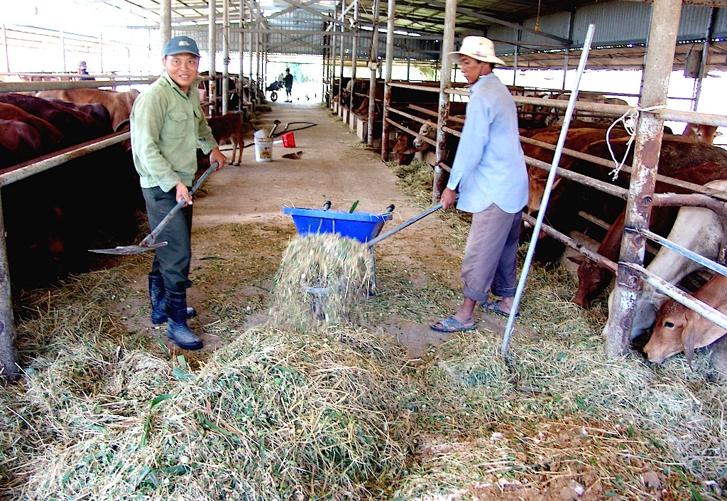 Huyện Đức Hoà chú trọng nâng cao kiến thức cho các thành viên HTX về kỹ thuật chăn nuôi bò thịt.