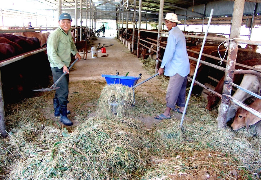 Huyện Đức Hoà chú trọng nâng cao kiến thức cho các thành viên HTX về kỹ thuật chăn nuôi bò thịt.