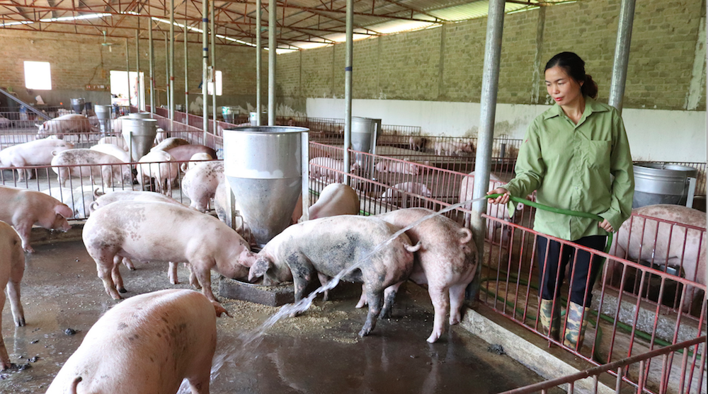 Giá lợn hơi ngày 27/10 tiếp tục tăng ở miền Bắc và miền Trung - Tây Nguyên.