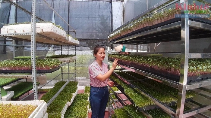 Khu vực nhà màng trồng rau mầm theo tiêu chuẩn VietGAP của HTX Thanh Hà.