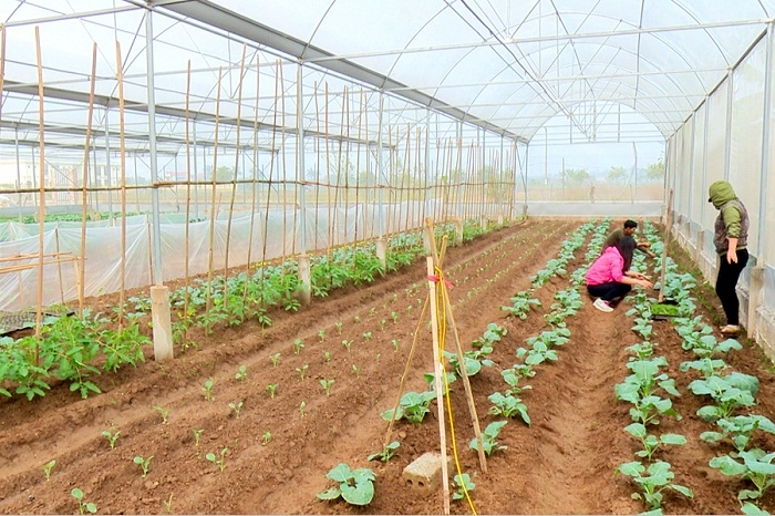 Tận dụng thế mạnh trong phát triển nông nghiệp là một trong những nội dung quan trọng giúp nâng cao các tiêu chí nông thôn mới ở Ninh Sở.