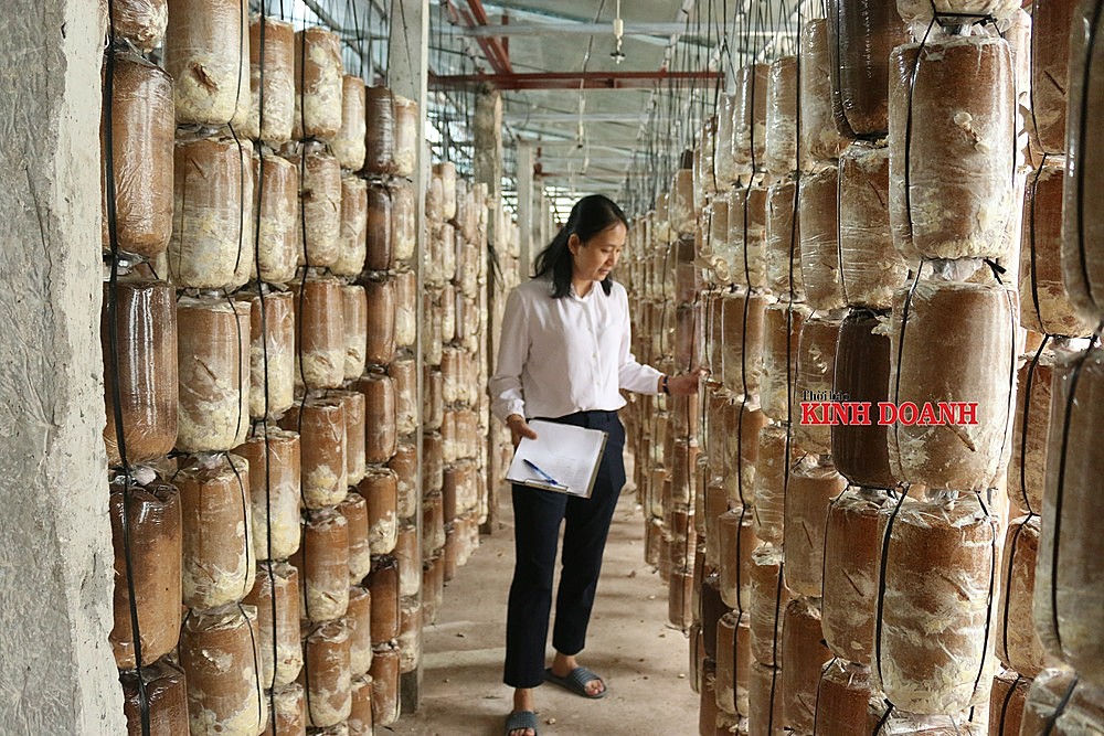 Thành viên HTX nấm Nghĩa Minh đang kiểm tra và ghi chép nhật ký sinh trưởng của nấm.