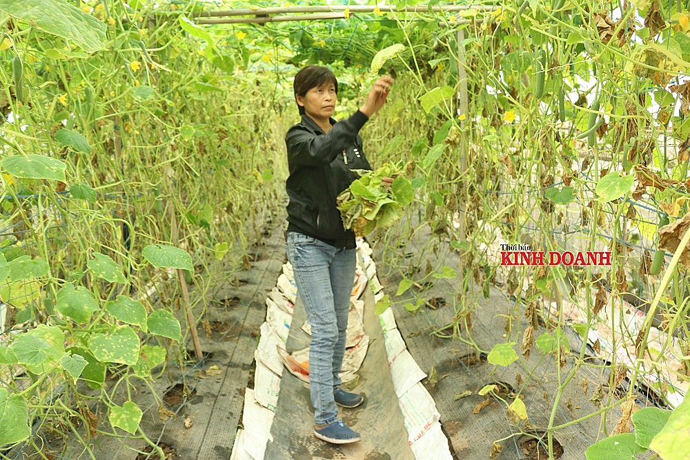 Bà Đặng Thị Cuối, Giám đốc HTX sản xuất rau hữu cơ Cuối Quý đang tỉa cành, vắt ngọn cho cây dưa chuột