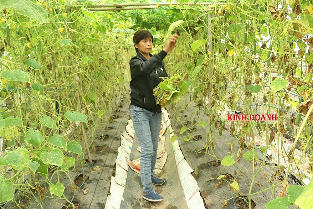 Bà Đặng Thị Cuối, Giám đốc HTX sản xuất rau hữu cơ Cuối Quý đang tỉa cành, vắt ngọn cho cây dưa chuột