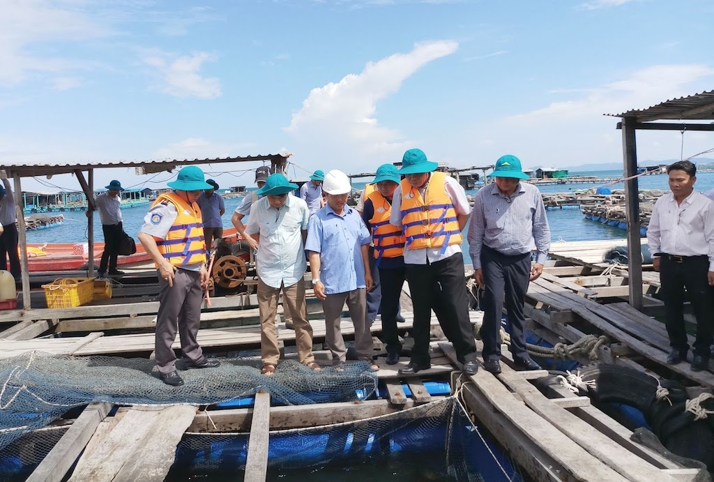 Áp dụng kỹ thuật nuôi bài bản sau khi được tập huấn giúp mang lại thu nhập cao cho các hộ nuôi cá lồng bè ở Kiên Hải.