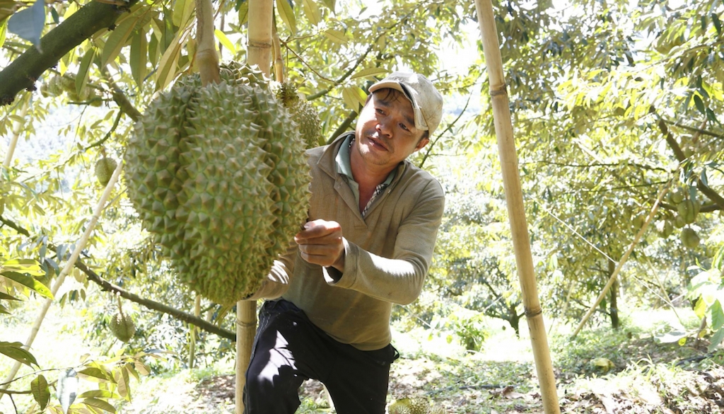 Trồng sầu riêng giúp mang lại thu nhập cao cho nông dân xã Xuân Quế.