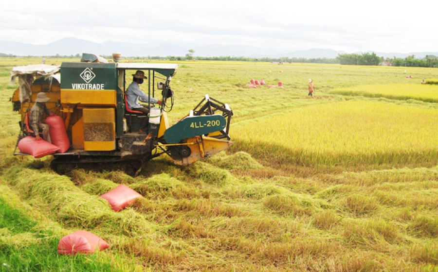 Nông nghiệp huyện Tây Sơn đang chuyển biến theo hướng công nghệ cao (Ảnh TL).