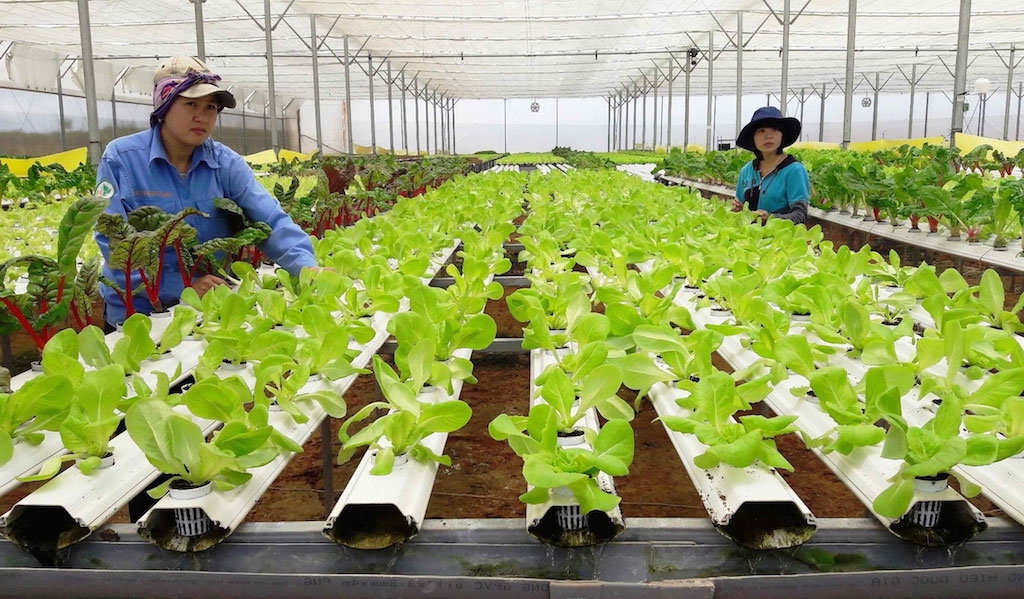 Các mô hình trồng rau công nghệ cao sẽ giúp tạo bước chuyển ngoạn mục cho nâng chất nông thôn mới ở xã Phạm Văn Cội.