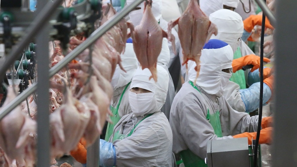 Xuất khẩu thịt gà của Việt Nam đang có cơ hội vào thị trường Singapore và Hồng Kông,