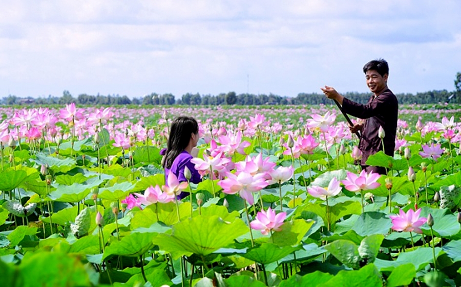 Tháp Mười đang có những sản phẩm OCOP nổi bật từ sen.