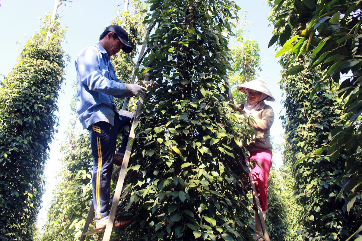 Giá tiêu ngày 3/11 giảm mạnh so với hôm qua.