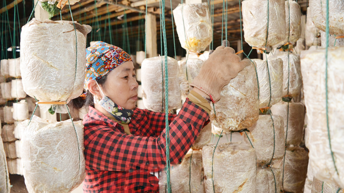 Các mô hình sản xuất theo vùng tại Hải Hậu đang cho hiệu quả kinh tế cao (Ảnh TL).