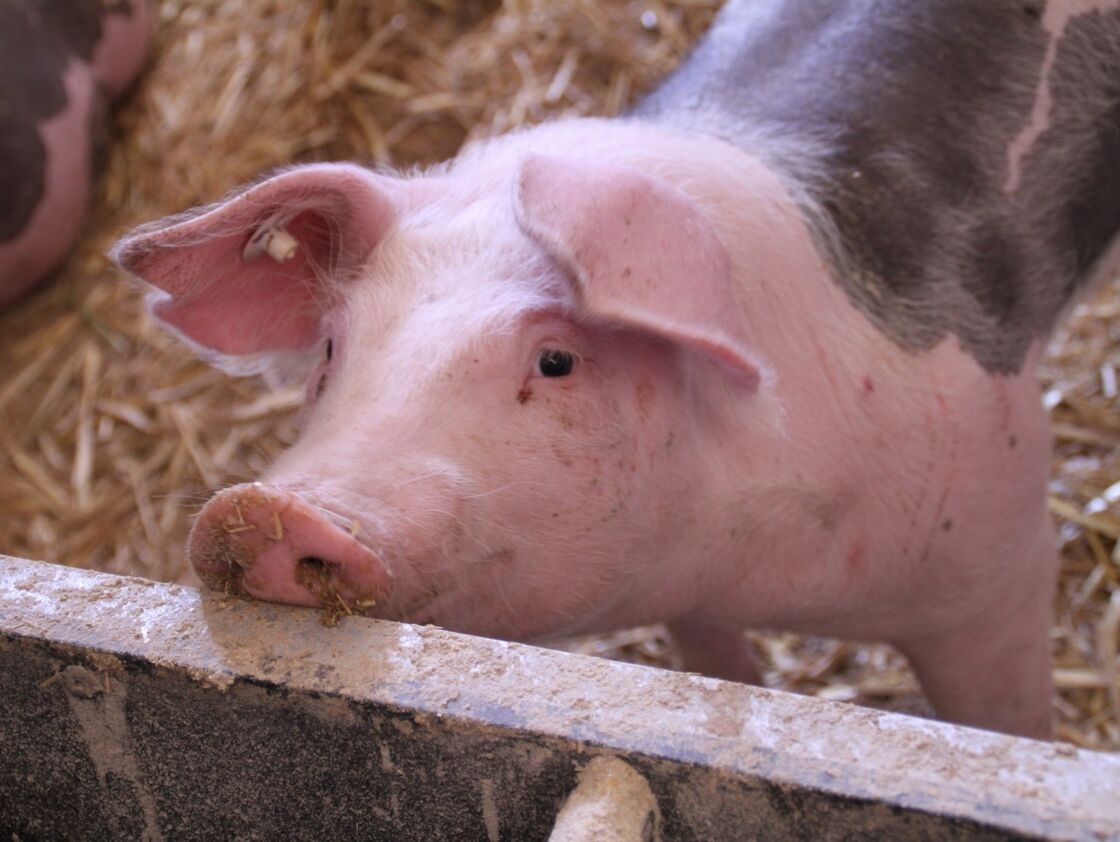 3. Đức - 76,39 tỷ euroĐức là nhà sản xuất thịt lợn lớn nhất ở châu Âu. Tomwieden / Pixabay