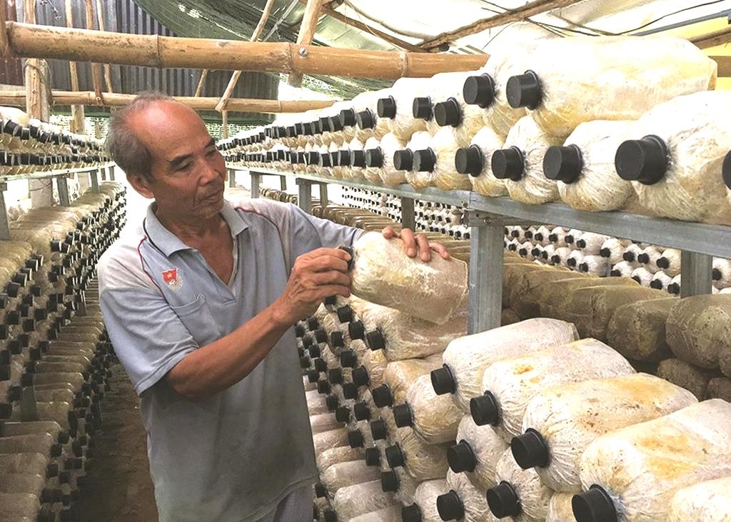 Trồng nấm trong nhà mang lại hiệu quả kinh tế cao cho người dân ở An Giang.