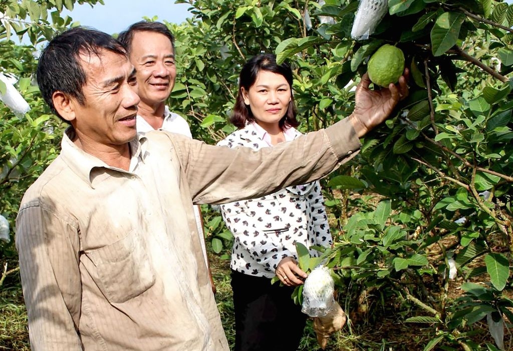 Nhờ trồng ổi lê đúng cách đã giúp nhiều nông dân có thu nhập tốt.