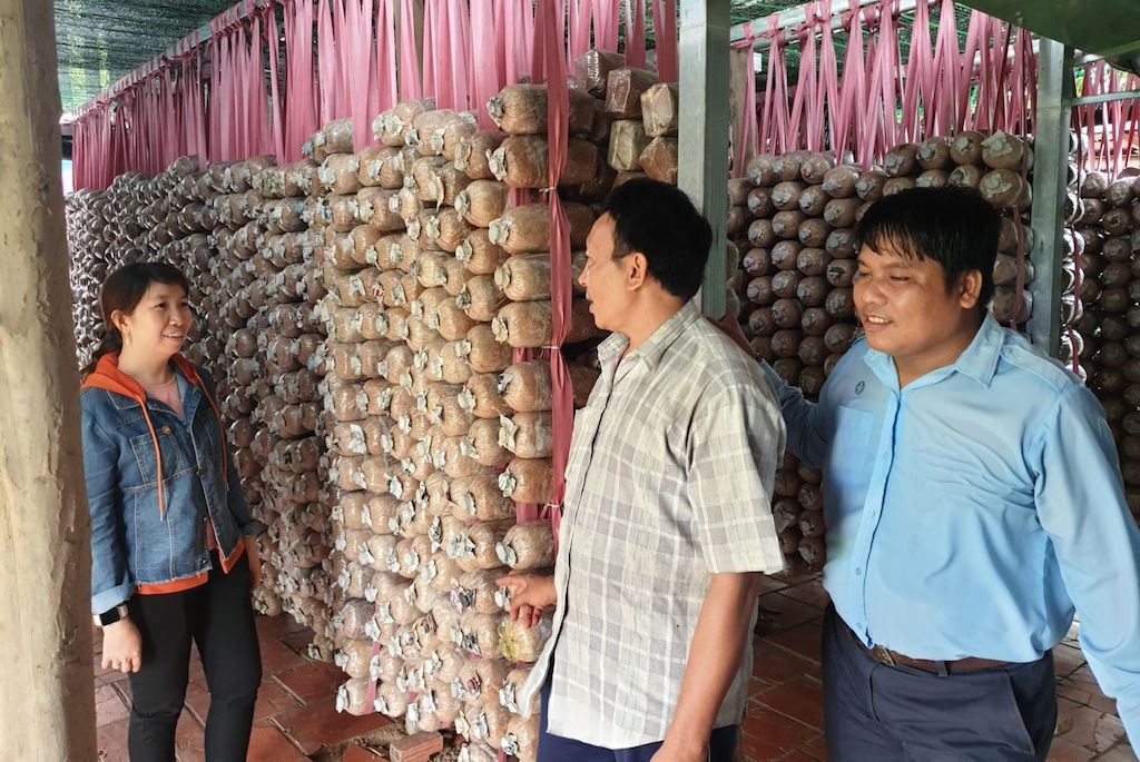 Đẩy mạnh khuyến nông, dạy kỹ thuật trồng nấm đã giúp người lao động ở An Giang thoát nghèo.