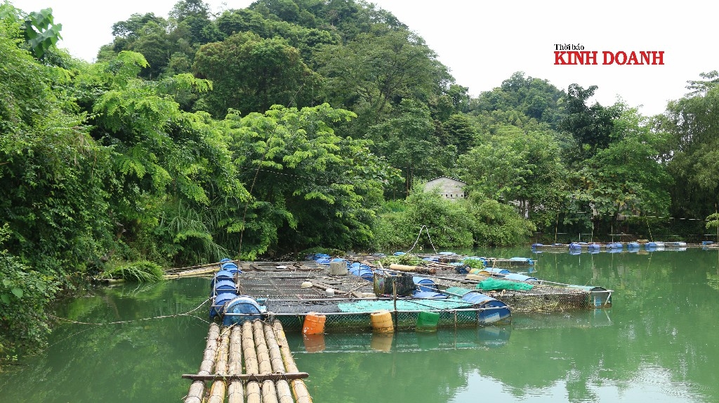 Các lồng cá được liên kết với nhau, dùng dây sắt to để giữ phòng mưa bão