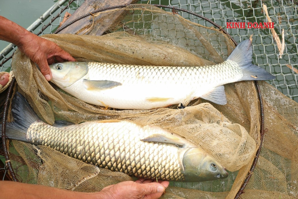 Cá nuôi trong hồ sạch bệnh, vảy sáng bóng, thịt chắc, ít mỡ