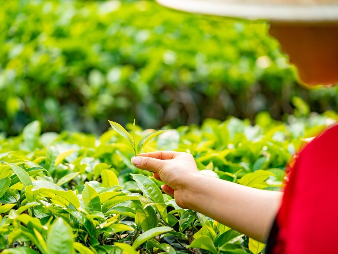 5. Trung Quốc - 68,83 tỷ euroTrung Quốc là một trong những nước sản xuất chè hàng đầu thế giới. Pixabay