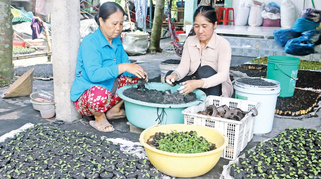 Các tổ hợp tác ươm cây giống giúp người dân Cái Bè nâng cao đời sống.