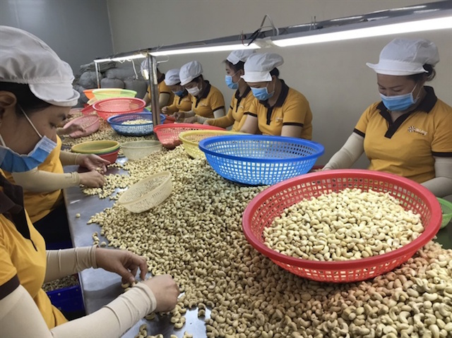 Ngành điều Việt Nam đặt ra mục tiêu xuất khẩu 3,2 tỷ USD trong năm 2020.