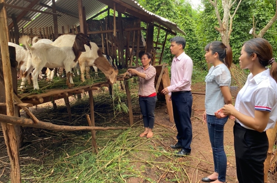 Các hộ nuôi ở Phú Riềng được hướng dẫn kỹ thuật chăn nuôi dê.