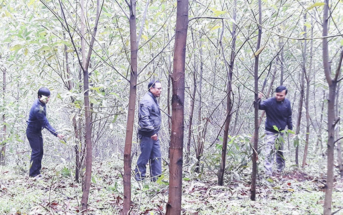 Trồng rừng đang là mô hình kinh tế thế mạnh ở Triệu Ái.