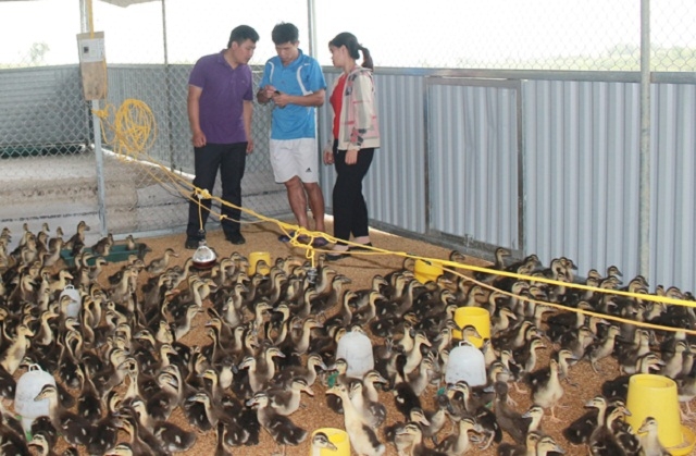 Chăn nuôi theo hướng hàng hóa là lựa chọn của thành viên HTX Tùng Vài